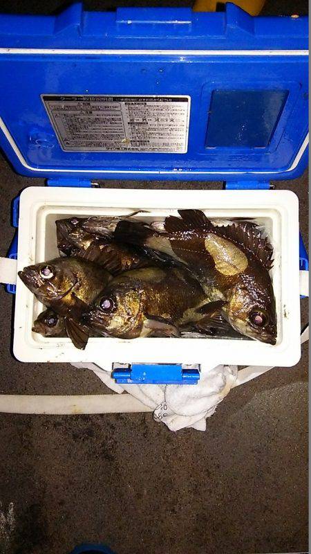 マリンガイド福丸 釣果