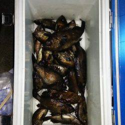 マリンガイド福丸 釣果