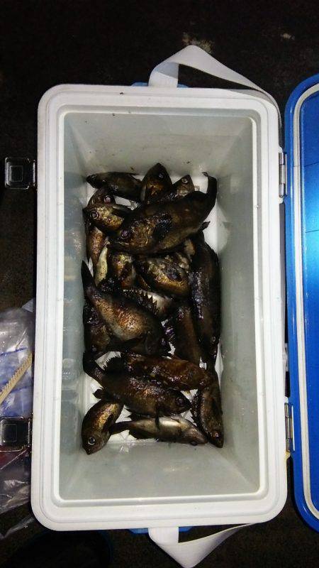 マリンガイド福丸 釣果