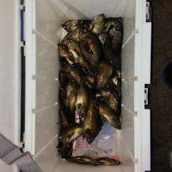 マリンガイド福丸 釣果