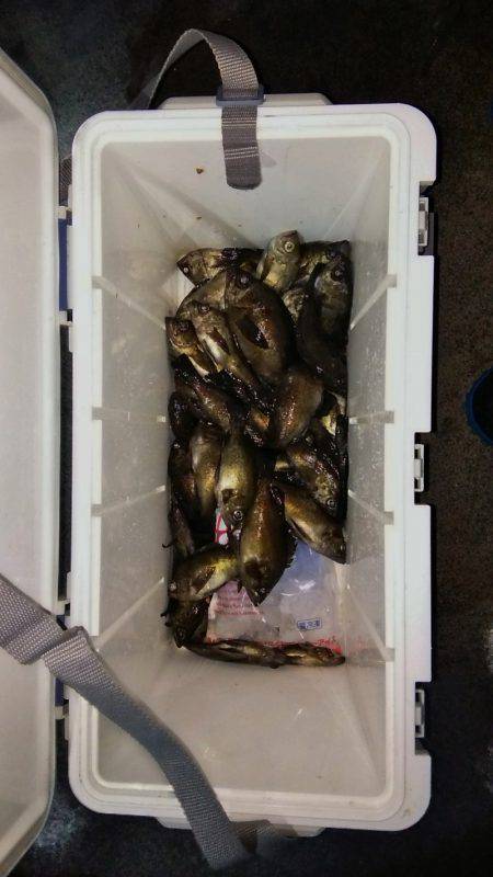 マリンガイド福丸 釣果