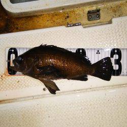 マリンガイド福丸 釣果