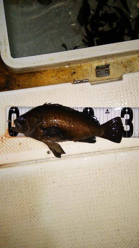 マリンガイド福丸 釣果