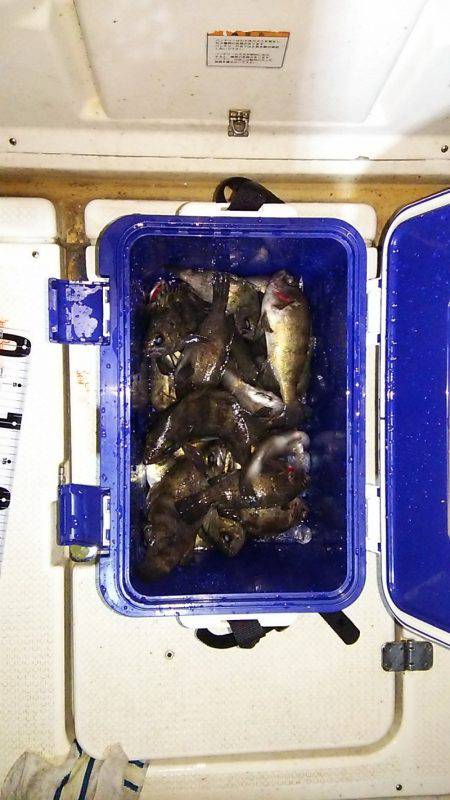 マリンガイド福丸 釣果