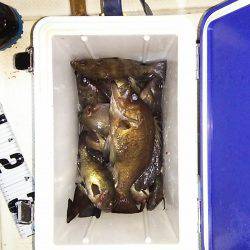 マリンガイド福丸 釣果