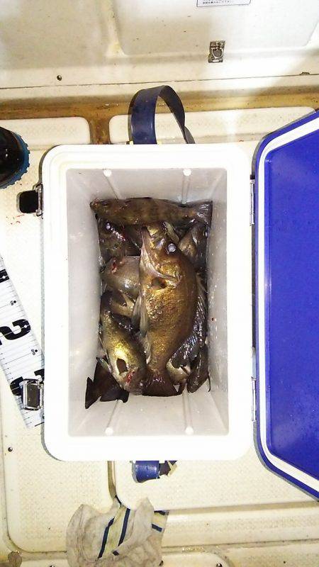 マリンガイド福丸 釣果