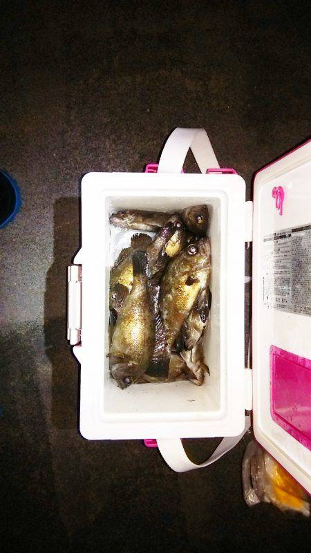 マリンガイド福丸 釣果