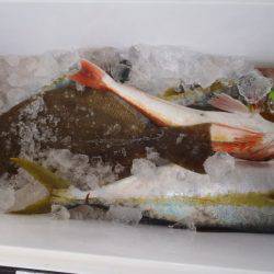 第二龍勢丸 釣果