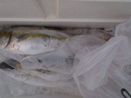 第二龍勢丸 釣果