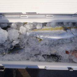 第二龍勢丸 釣果