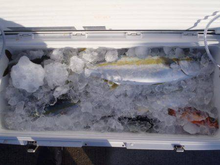 第二龍勢丸 釣果