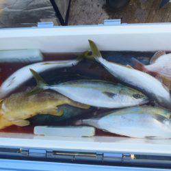 第二龍勢丸 釣果