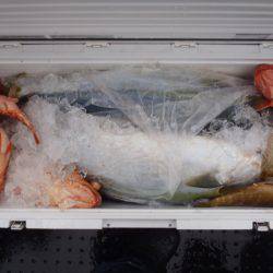 第二龍勢丸 釣果