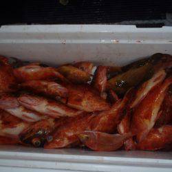 第二龍勢丸 釣果