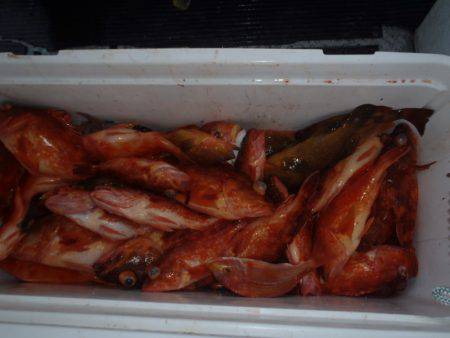 第二龍勢丸 釣果