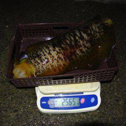 South Current 釣果