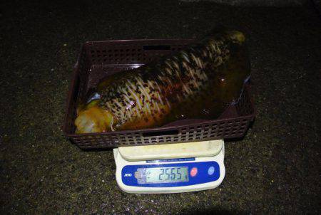 South Current 釣果