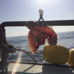 海季丸(みきまる) 釣果