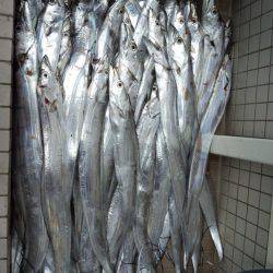 フィッシング キッタカ 釣果