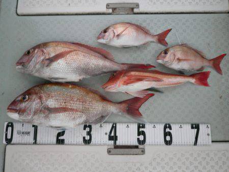 オーシャンスター(Ocean Star) …