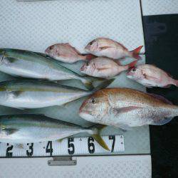 オーシャンスター(Ocean Star) 釣果