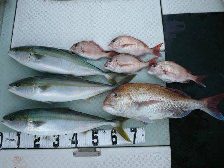 オーシャンスター(Ocean Star) …