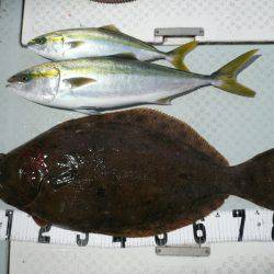 オーシャンスター(Ocean Star) 釣果