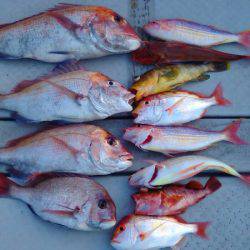 海季丸(みきまる) 釣果