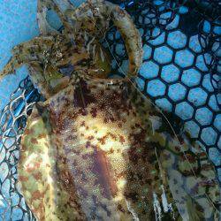 シースナイパー海龍 釣果