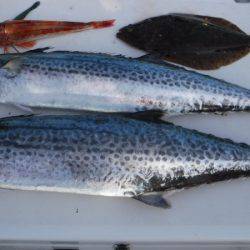 JDI Racing シールズマリンレジャー 釣果