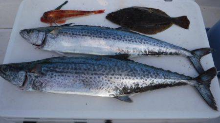 JDI Racing シールズマリンレジャー 釣果