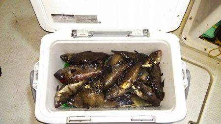 マリンガイド福丸 釣果