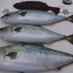 JDI Racing シールズマリンレジャー 釣果