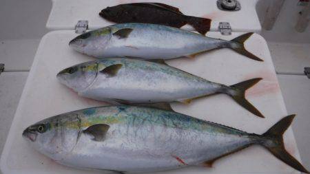 JDI Racing シールズマリンレジャー 釣果