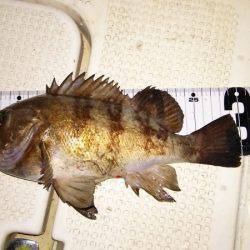 マリンガイド福丸 釣果