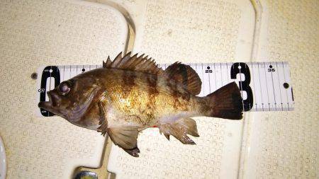 マリンガイド福丸 釣果