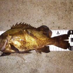 マリンガイド福丸 釣果