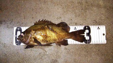 マリンガイド福丸 釣果