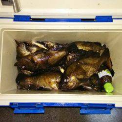 マリンガイド福丸 釣果