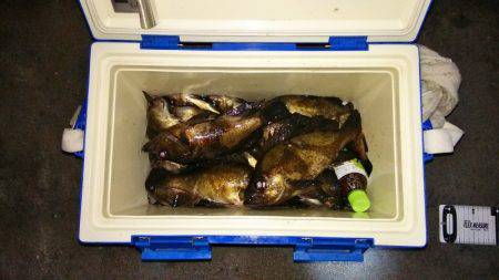 マリンガイド福丸 釣果