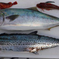 JDI Racing シールズマリンレジャー 釣果