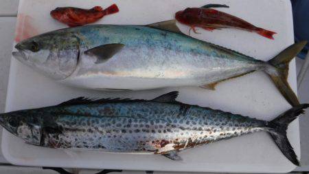 JDI Racing シールズマリンレジャー 釣果