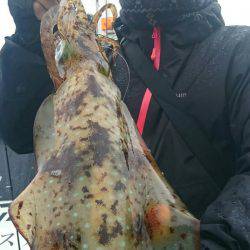 シースナイパー海龍 釣果