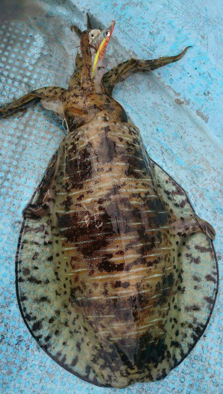 シースナイパー海龍 釣果