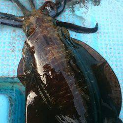 シースナイパー海龍 釣果