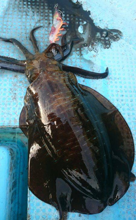 シースナイパー海龍 釣果