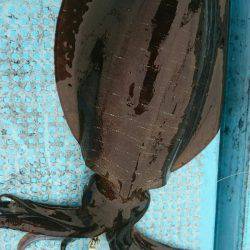 シースナイパー海龍 釣果