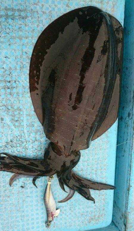 シースナイパー海龍 釣果