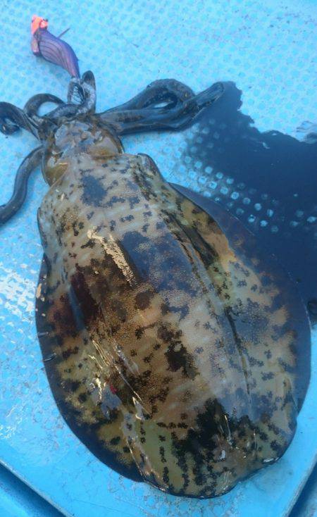 シースナイパー海龍 釣果