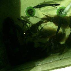 宮崎 福丸 釣果